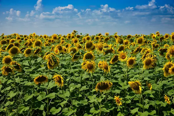 A vibrant image of a field of sunflowers, their bright yellow petals contrasting beautifully with the blue sky. Sunflower field under blue sky on a sunny day. Agricultural landscape.