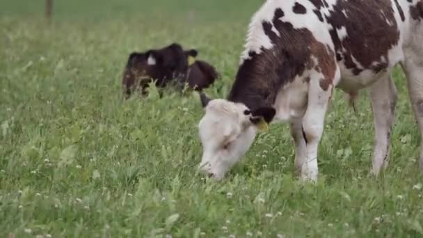 緑の牧草地では 黒い斑点を投げかけた白い子牛が満足して 遠くの小さな群れの牛のリクライニングが楽しめます カルフは黄色い耳のタグで際立っています — ストック動画