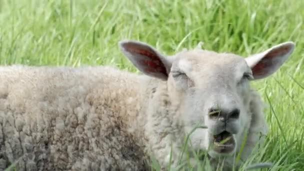 Ein Weißes Schaf Das Sich Einem Feld Aus Hohem Grünen — Stockvideo