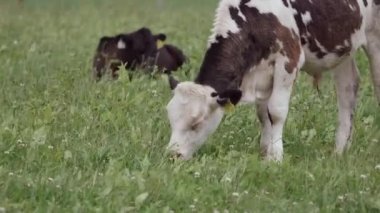 Tarlanın canlı yeşilliğinin ortasında, siyah işaretli beyaz bir buzağı otların tadını çıkarırken, diğer birkaç inek arka planda tembellik ediyor. Buzağı belirgin sarı bir kulak etiketi ile işaretlenmiş. yakınlaştır