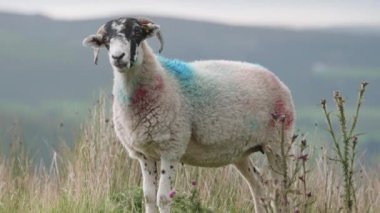Ayırt edici mavi ve kırmızı lekeli bir koyun yemyeşil bir alanda duruyor..