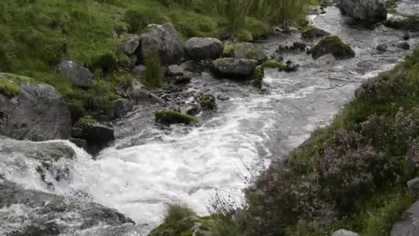 Pârâu Stâncos Liniștit Este Încadrat Verdeață Verdantă Flori Violet Rafinate — Videoclip de stoc