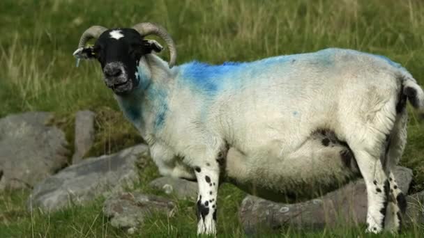 Черная Овца Изогнутыми Рогами Синей Полосой Спине Стоит Поле — стоковое видео
