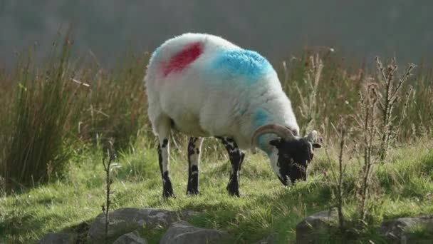 Овца Отмеченная Яркими Синими Красными Полосками Мирно Пасется Пышном Поле — стоковое видео