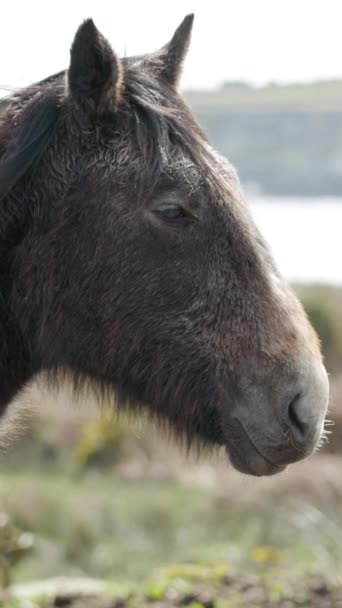 Sob Céu Cinzento Cavalo Com Uma Crina Estendida Permanece Calmamente — Vídeo de Stock