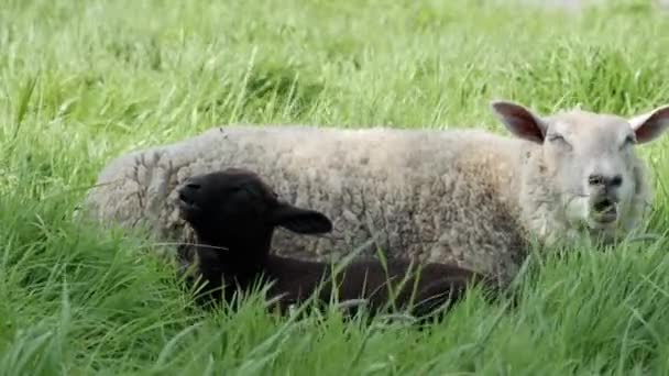 Dentro Campo Alta Balançando Grama Verde Uma Ovelha Branca Cordeiro — Vídeo de Stock