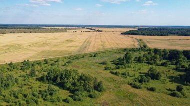 Küçük yeşil koruluk, hava manzaralı. Genç bir ormandaki ağaçlar, manzara..