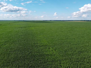 Güneşli bir yaz gününde büyük bir mısır tarlası, hava manzarası. Mavi gökyüzü yeşil çiftlik arazisi, manzara.