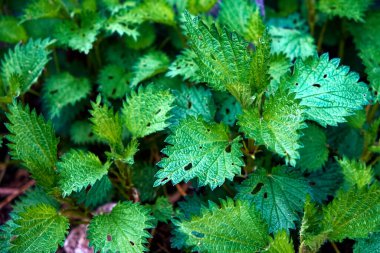 Yeryüzünden canlı yeşil yapraklardan oluşan bir küme belirir, arka planda desenli bir ısırgan otu çalısı oluşturarak, genç yeşil bitkilerin büyümesini gözler önüne serer..