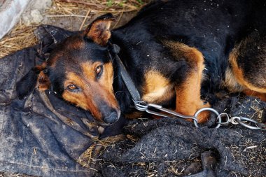 A small dog lies on dirty rags. Dog on a chain.