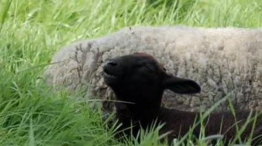 Uzun yeşil çimlerden oluşan bir arka plan, beyaz bir koyun ve huzur içinde uzanan siyah bir kuzu. pan