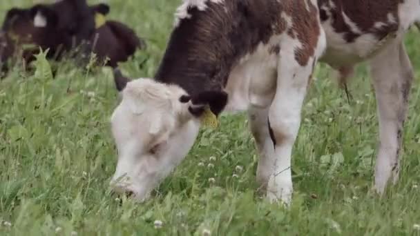 在绿地里 一只被黑点覆盖的小牛犊平静地吃着草 几头奶牛在它后面休息 小牛的黄色耳标使它很容易辨认 放大一点 — 图库视频影像