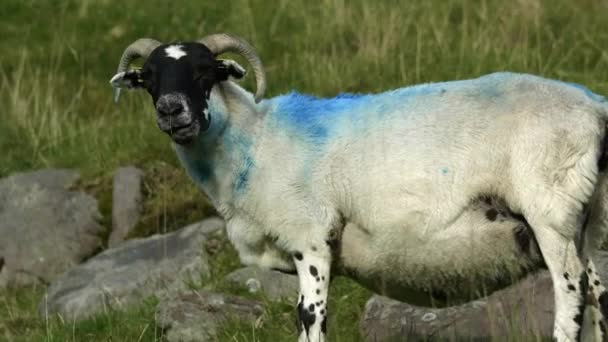 Uprostřed Skalnaté Krajiny Mírumilovně Pasou Ovce Jedinečným Modrým Pruhem Přiblížit — Stock video
