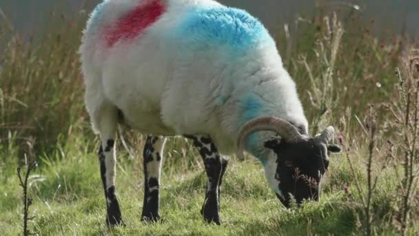 Среди Скалистого Ландшафта Уникальные Цветные Овцы Наслаждаются Трапезой — стоковое видео