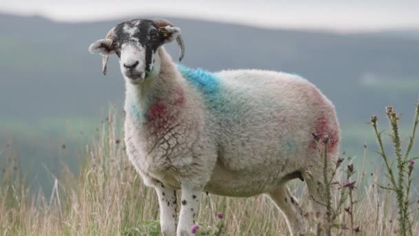 Ein Schaf Markiert Mit Leuchtenden Farben Weidet Auf Einem Feld — Stockvideo