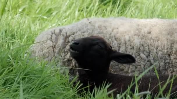 Tle Wysokiej Zielonej Trawy Biała Owca Czarna Jagnięcina Odpoczywają Pogodnym — Wideo stockowe
