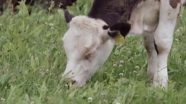Een Sereen Groen Landschap Herbergt Een Wit Kalf Gemarkeerd Met — Stockvideo