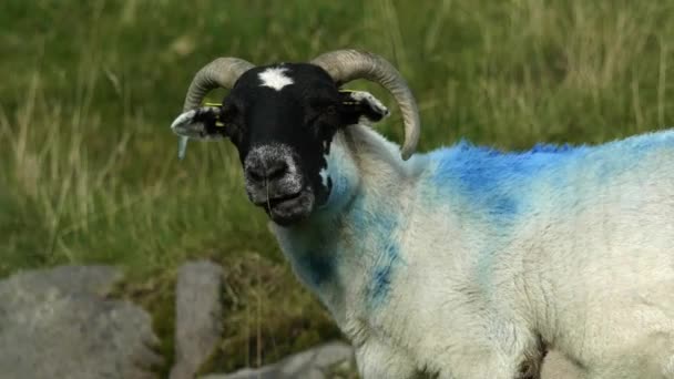 Овца Ярко Голубой Полосой Спине Выделяется Фоне Зеленого Поля Zoom — стоковое видео