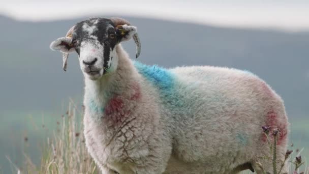 Poli Vidět Pestrobarevně Značená Ovce Malebným Výhledem Hory Pozadí Oddálit — Stock video