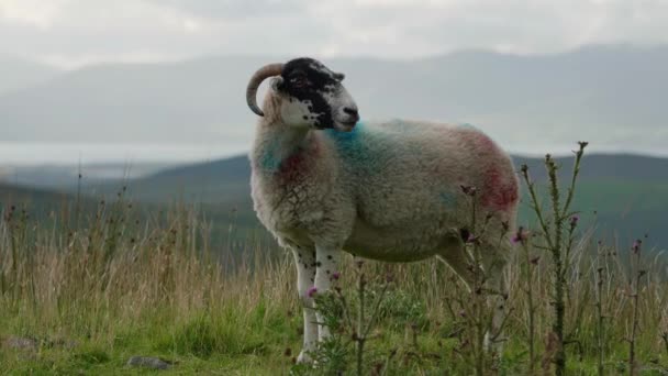 一只斑斑的羊平静地在一片青翠的田野里吃草 群山隐约隐约出现在远方 爱哭的羊 — 图库视频影像