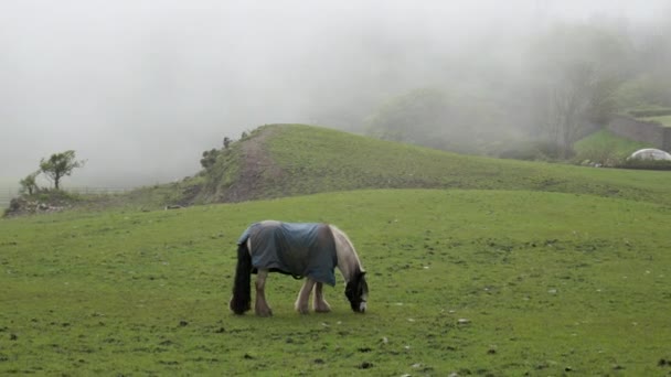 霧の中で 青い毛布を着ている馬は 放牧の穏やかな瞬間を楽しんでいます ズームアウト — ストック動画