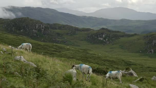 Una Tranquilla Scena Pecore Pascolo Sullo Sfondo Maestose Montagne — Video Stock