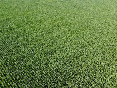 Geniş mısır tarlaları, üst manzara. Yeşil tarlalar, manzara.
