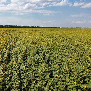 Mavi gökyüzünün altında, gökyüzü manzaralı bir ayçiçeği tarlası. Sıcak bir yaz gününde bir çiftlik arazisi, manzara..