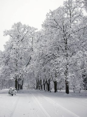 Karla kaplı ağaçlar. Kış manzarası, kar fırtınası.