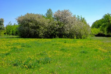 Sarı çiçeklerle kaplı yeşil bir tarla, arka planda beyaz çiçekler taşıyan ağaçlar. Gökyüzü mavi, güneşli bir günü işaret ediyor. Üzerinde karahindibaların açtığı çayır. Baharda çiçek açan ağaçlar.