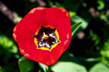 Siyah ve sarı merkezli kırmızı bir lalenin yakın plan fotoğrafı..