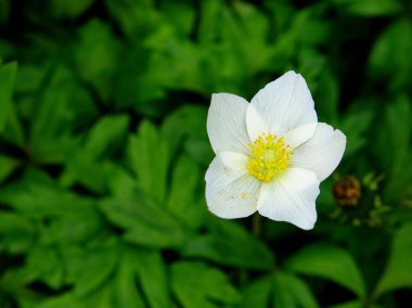 Yeşil yapraklı arka planda sarı merkezli beyaz bir çiçek odak noktasıdır. Bulanık arkaplanlı güzel beyaz şakayık çiçekleri. Tek çiçek..