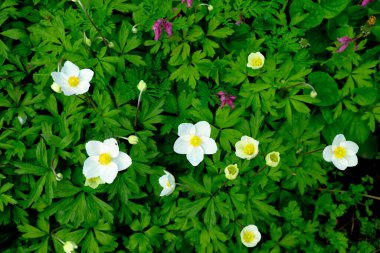 Yeşil yaprakların arasında beyaz ve sarı çiçekler sergilenen bir bahçe sahnesi. Çiçek açan şakayık çalısı. Beyaz yapraklı küçük çiçekler.