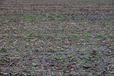 Tarımsal bir ortamı işaret eden sıra sıra büyüyen küçük bitkilerin olduğu bir alan. Mısır hasadı hasat edildikten sonra tarlanın manzarası. Arkaplan.