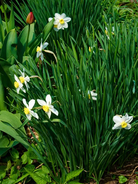 A lush green garden, where a group of white daffodils stands tall, their petals radiating the warmth and happiness of the season. The beautiful flowers of daffodil form a captivating bush.