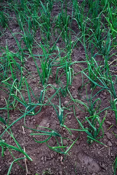The image presents green onion plants growing in a field with freshly tilled soil. The stalks of green onions grow in the home garden.