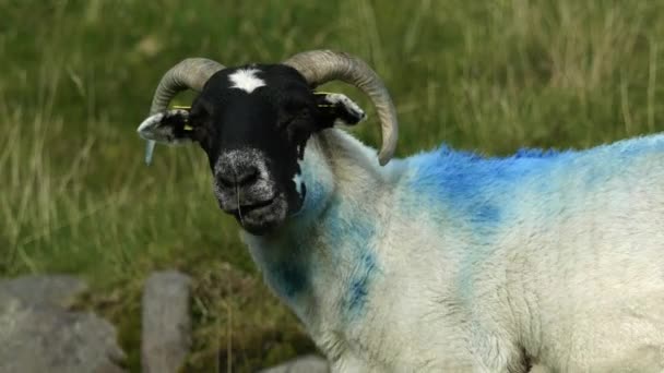 Черная Овца Изогнутыми Рогами Величественно Стоит Каменистом Поле — стоковое видео