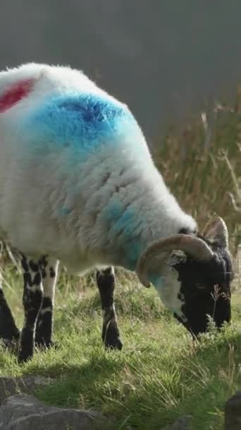 Овца Спина Окрашена Смелые Цвета Выделяется Горном Фоне Вертикальное Видео — стоковое видео