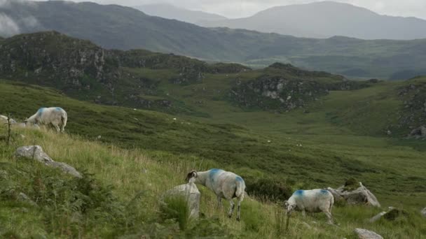 前景の羊の群れと遠方にある山の範囲を特徴とする美しい風景 ズームイン — ストック動画