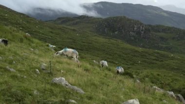 Mavi ve kırmızıyla işaretlenmiş bir koyun sürüsü yamaçta otluyor..