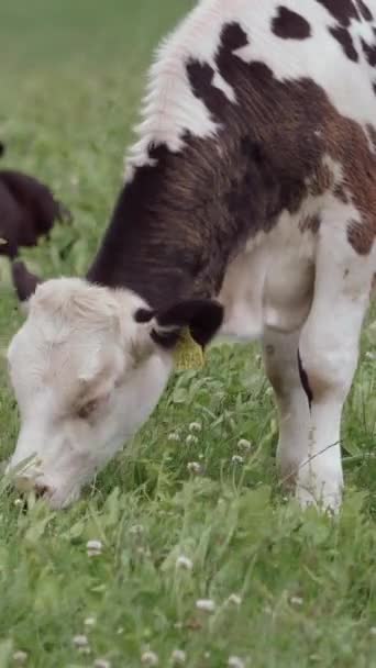 Groene Weide Geniet Een Wit Kalf Met Zwarte Vlekken Van — Stockvideo