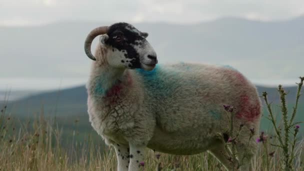 在多云的天空下 一只带有独特蓝色和红色斑点的羊在田野里吃草 一个哭喊的羊 放大一点 — 图库视频影像