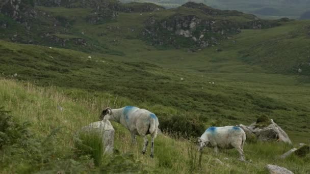 Une Vue Sereine Pâturage Des Moutons Dans Une Région Montagneuse — Video