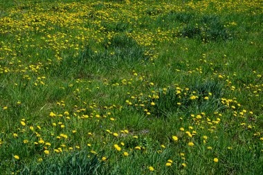 Uçsuz bucaksız bir tarla sarı karahindibalarla kaplandı..