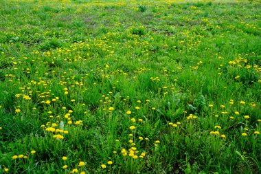 Canlı sarı karahindibalarla dolu bir tarlanın yakından görüntüsü..