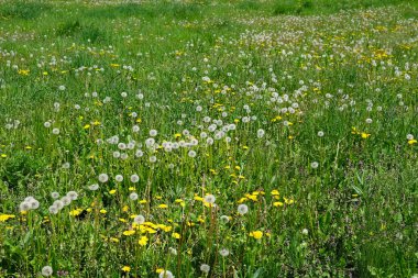 Yeşil otların arasında sarı karahindibalarla dolu yemyeşil bir tarla..