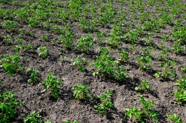 Bu, güneş ışığı altında genç patates bitkilerinin olduğu bir tarlanın fotoğrafı. Bitkiler yeşil ve toprak koyu kahverengi..