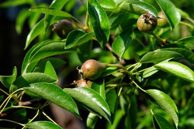 Parlak yeşil yaprakları ve küçük kahverengi meyveleri olan bir armut dalı..