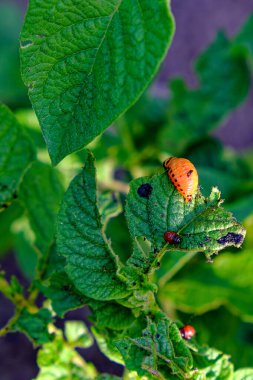 Yaprağın üzerinde bir larva. Colorado patates böceği larvası patates yaprağında.