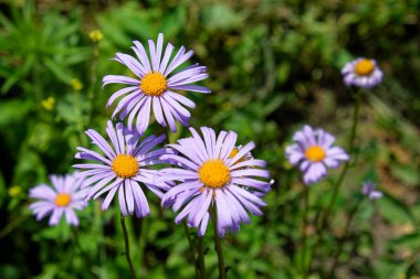 Bahçede turuncu merkezli bir grup mor papatya..